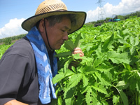 鹿児島県大隅半島のごま若葉